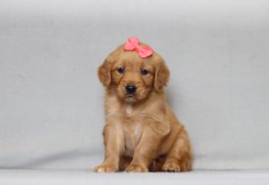 4156aa alexis the golden retreiver-the puppy lodge