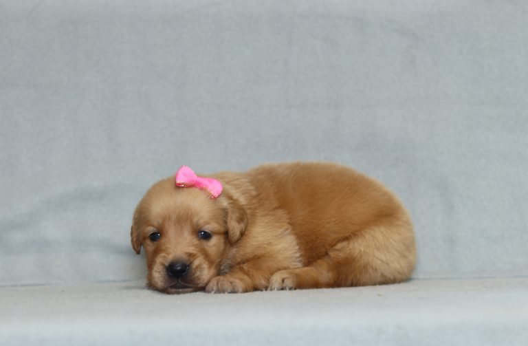 4156aa alexis the golden retreiver-the puppy lodge