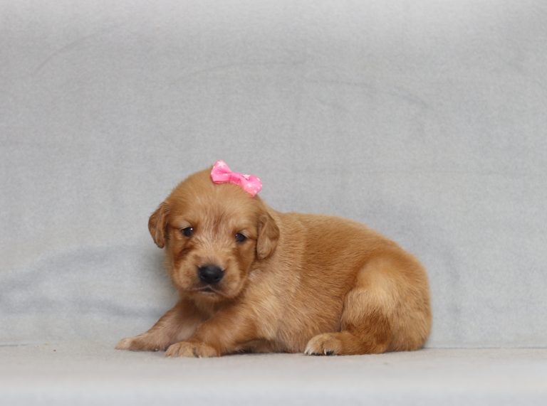 4157aa angie the golden retreiver-the puppy lodge