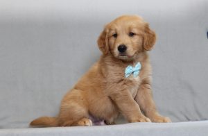 4174aaa Henley the golden retreiver-the puppy lodge