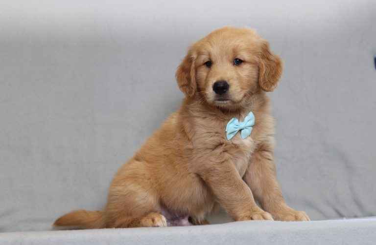 4174aaa Henley the golden retreiver-the puppy lodge