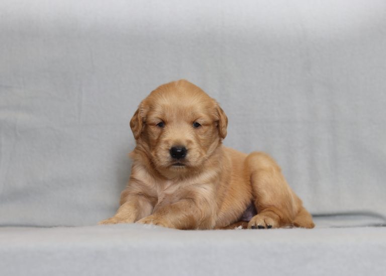4174aaaHenley the golden retriever-the puppy lodge