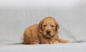 4175aaaHarry the golden retriever-the puppy lodge
