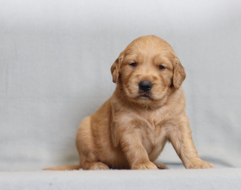 4176aaHannah the golden retriever-the puppy lodge