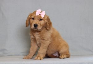 4176aaa- hannah the golden retreiver-the puppy lodge