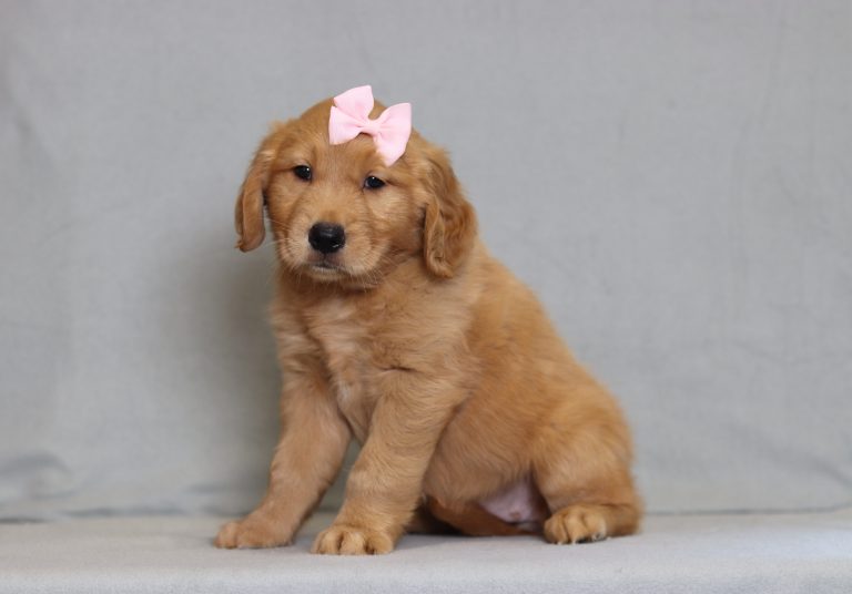 4176aaa- hannah the golden retreiver-the puppy lodge