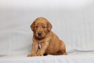 4177aaa hadassah the golden retreiver-the puppy lodge