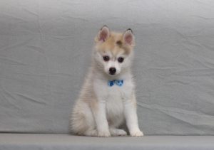 4181aaa dustin the pomsky-the puppy lodge