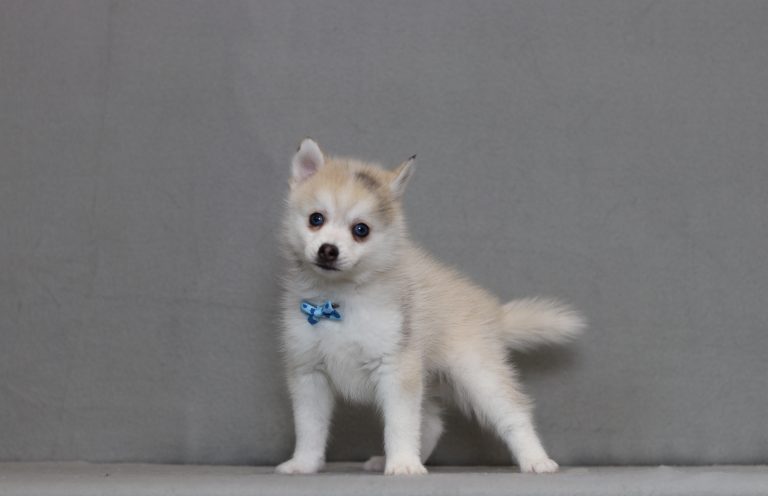 4181aaa dustin the pomsky-the puppy lodge