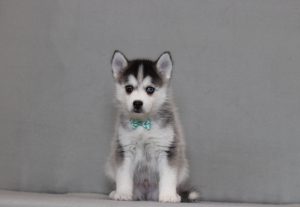 4182aaa denver the pomsky-the puppy lodge