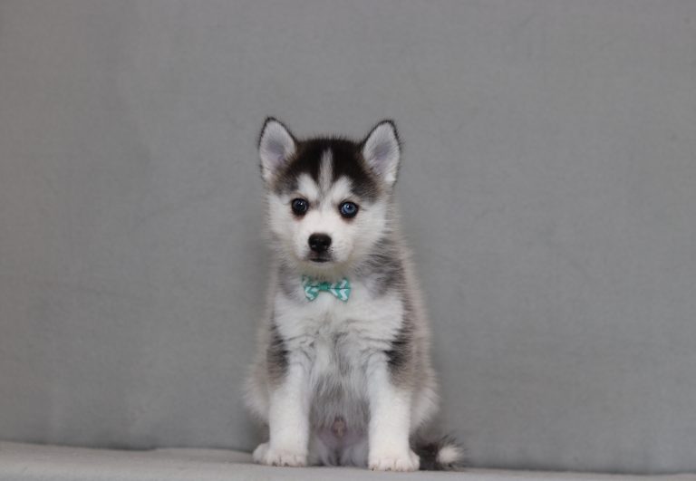 4182aaa denver the pomsky-the puppy lodge