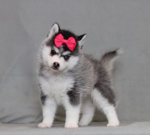 4189aaaDixie the pomsky-the puppy lodge