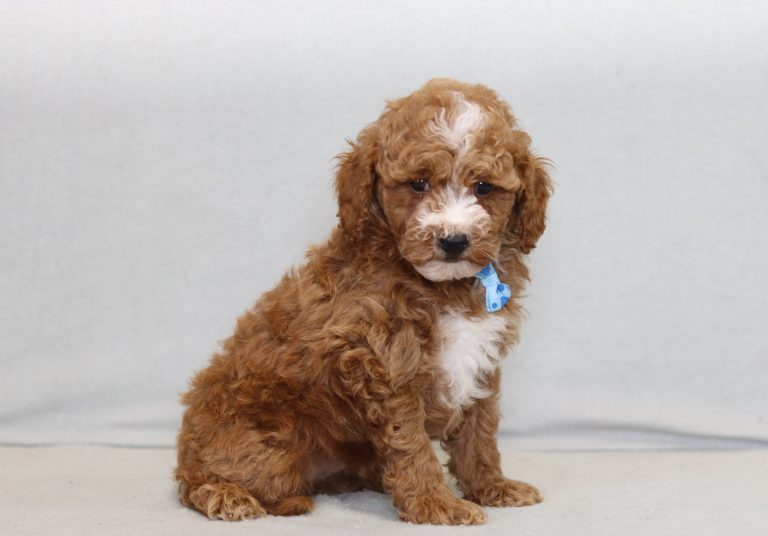 4252aaa elijah the moyan poodle-the puppy lodge