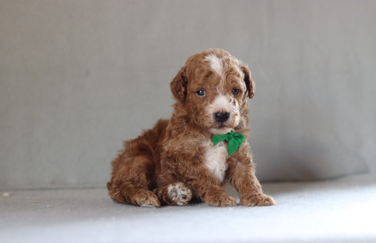 4252aaa Elijah the moyan poodle-the puppy lodge