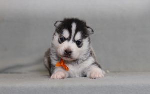 4270a derik the pomsky-the puppy lodge
