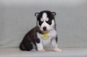 4272aa david the pomsky-the puppy lodge