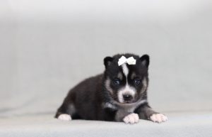 4274a dusty the pomsky-the puppy lodge