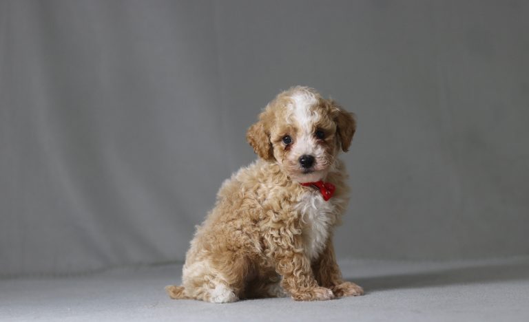 6141aaa bailyn the mini poodle-the puppy lodge