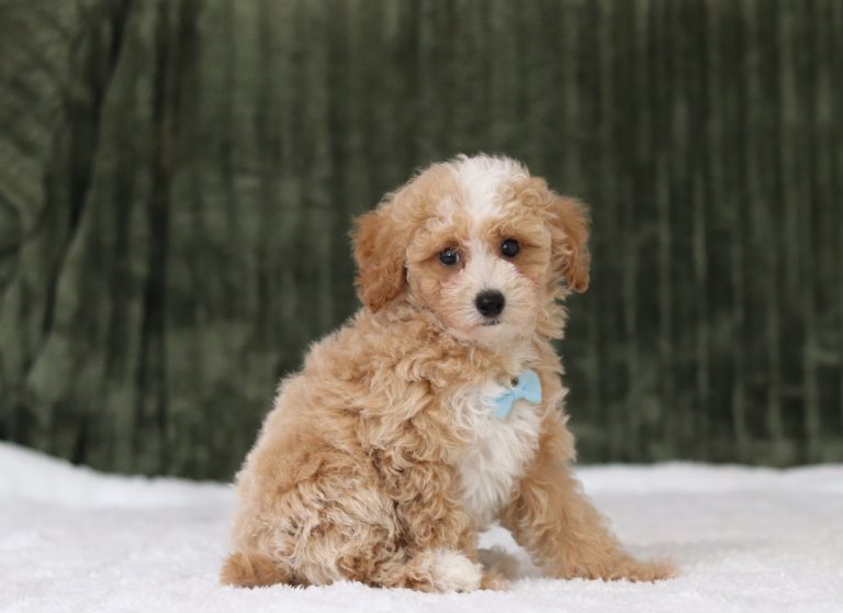 6141aaa bailyn the mini poodle-the puppy lodge