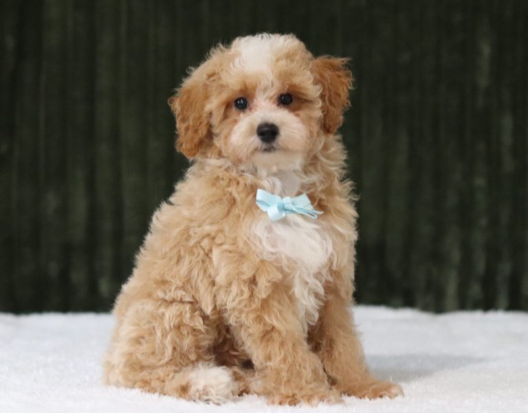 6141aaa bailyn the mini poodle-the puppy lodge