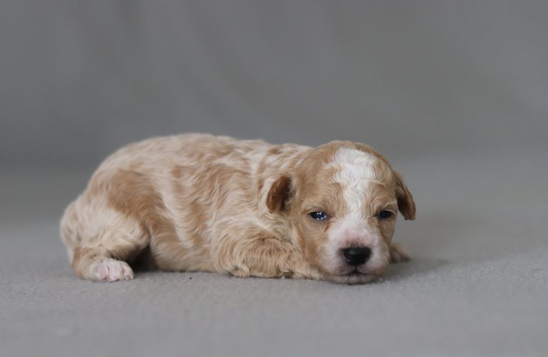 A small, fluffy beige puppy lies on a gray floor, facing the camera with a calm expression.