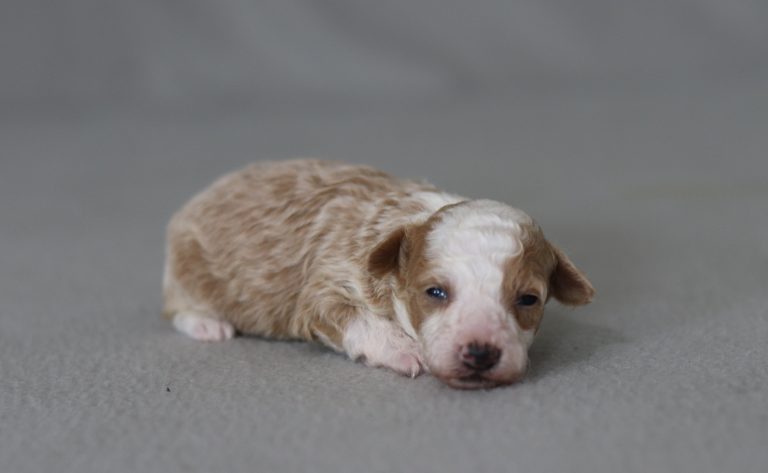 6142a benny the mini podle-the puppy lodge