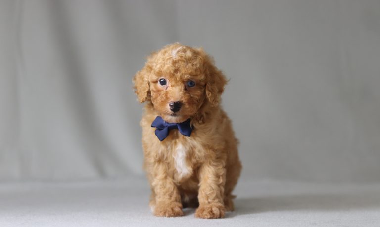 6143aaa bart the mini poodle-the puppy lodge