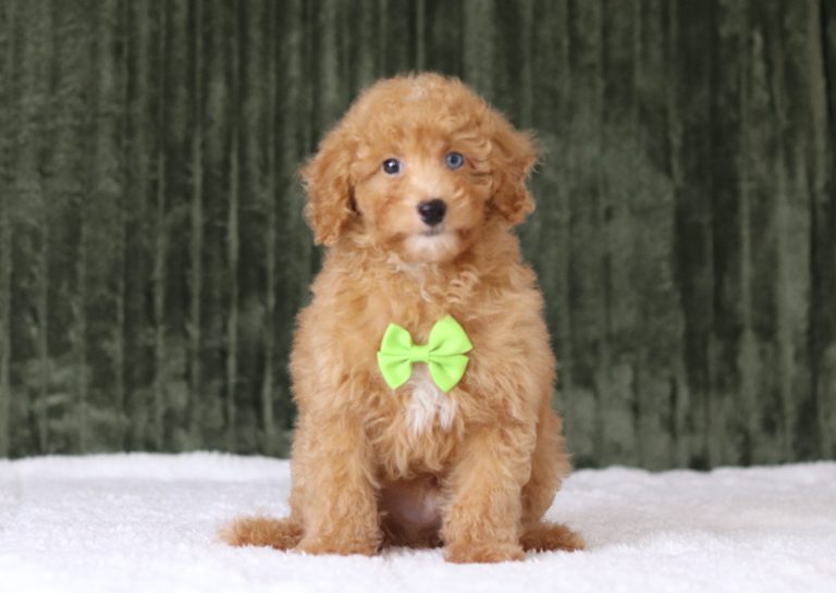 6143aaa bart the mini poodle-the puppy lodge