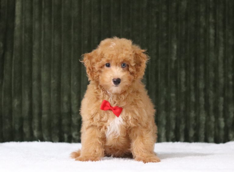 6143aaa bart the mini poodle-the puppy lodge
