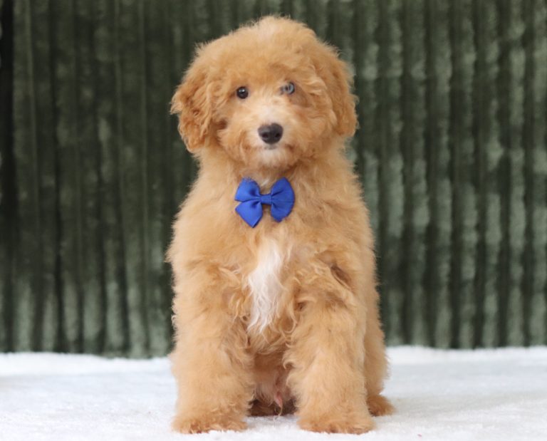 6143aaa-bart the mini poodle-the puppy lodge