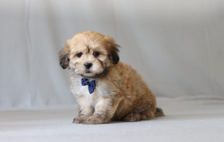 6227aaa Leo the teddy bear-the puppy lodge