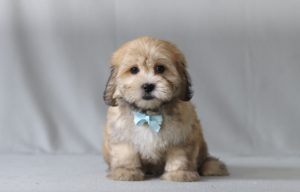 6227aa leo the teddy bear-the puppy lodge