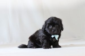 6228aaa leston the teddy bear-the puppy lodge