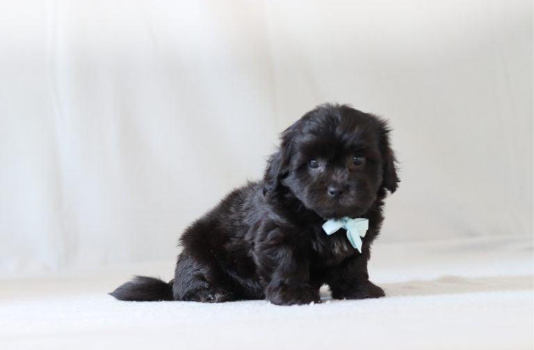 6228aaa leston the teddy bear-the puppy lodge