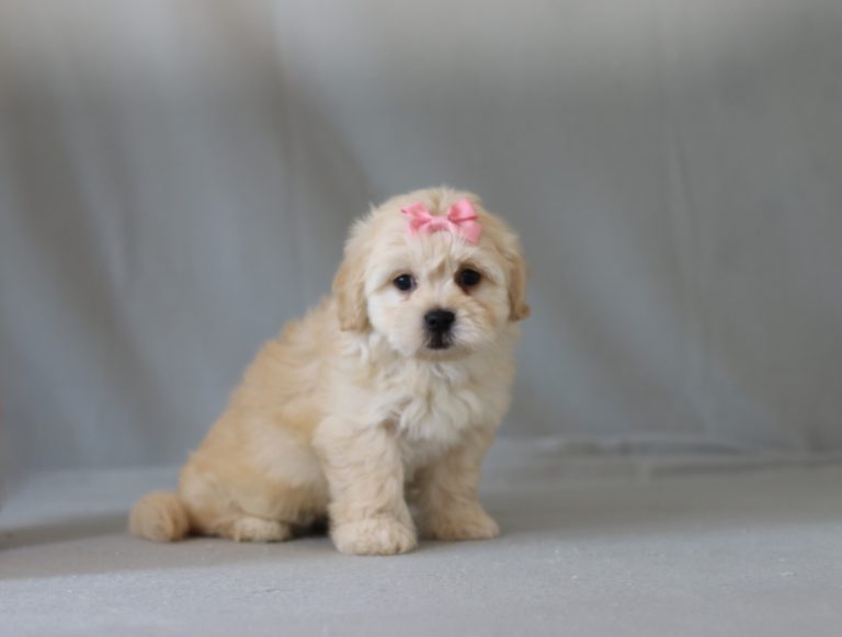 6230aaa Lettie the teddy bear-the puppy lodge