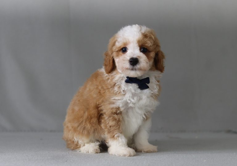 6426aa greg the mini poodle-the puppy lodge