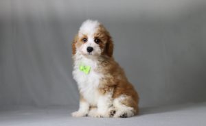 6426aa greg the mini poodle-the puppy lodge