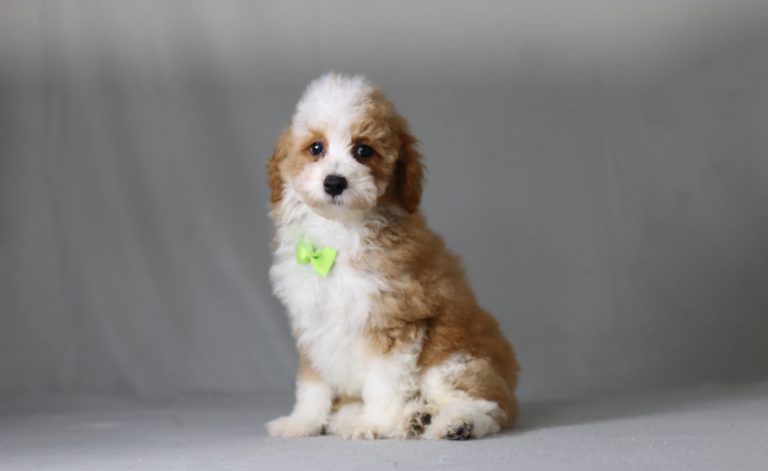 6426aa greg the mini poodle-the puppy lodge