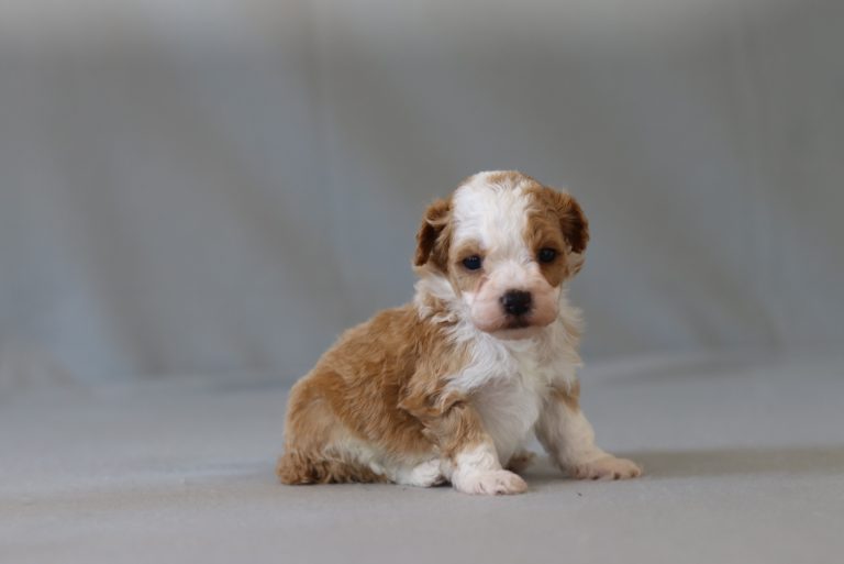 6426aa greg the mini poodle-the puppy lodge