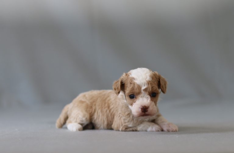 6429aa ginger the mini poodle-the puppy lodge