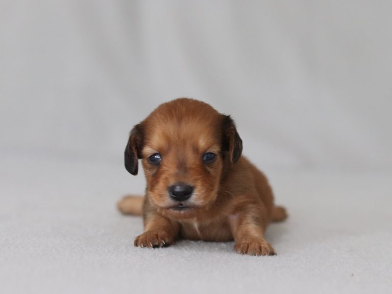 6589aa-Randy the mini dachshund-the puppy lodge