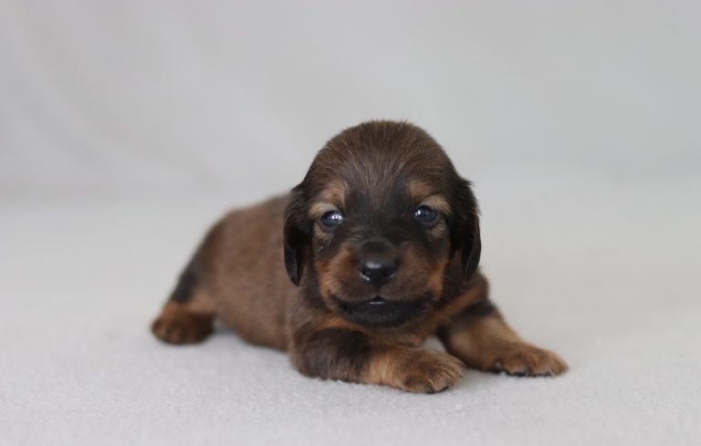 6595aaaRusty the mini dachshund-the puppy lodge