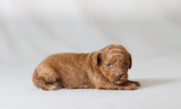 6596aaa landri the mini poodle the puppy lodge