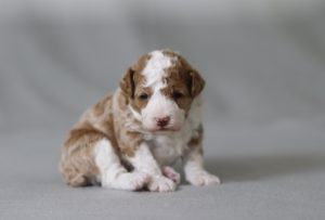 6597a Libby the mini poodle-the puppy lodge