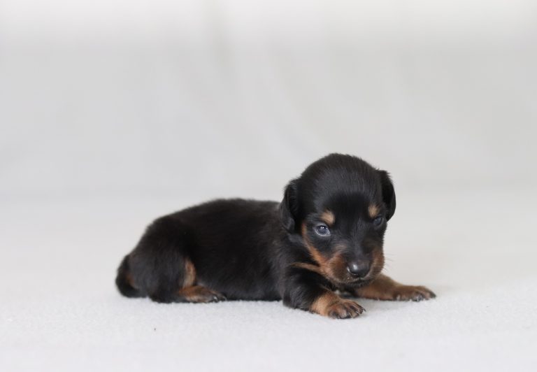 6599a-Rover the mini dachshund-the puppy lodge