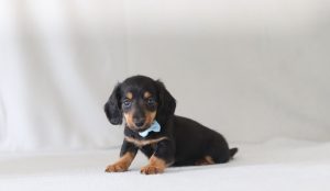 6599aaa Rover the mini dachshund-the puppy lodge