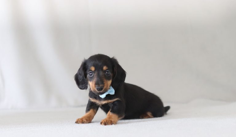 6599aaa Rover the mini dachshund-the puppy lodge