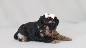 6778aaa bristol the mini poodle-the puppy lodge