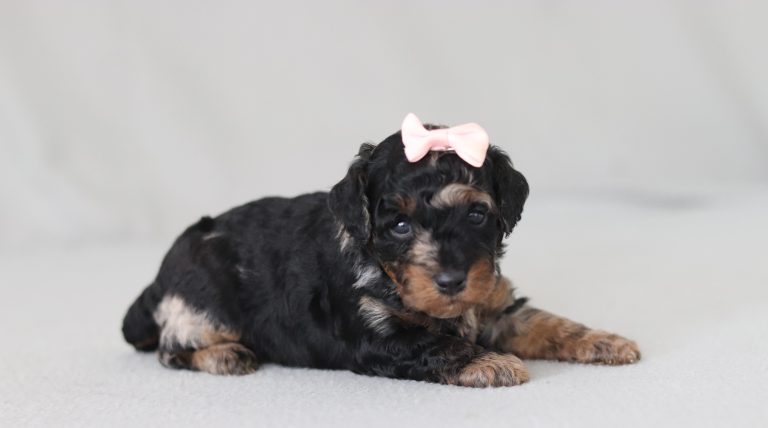 6778aaa bristol the mini poodle-the puppy lodge