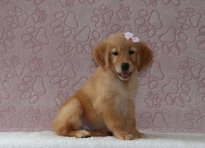 Angeline-4154aaa-puppy-golden-retriever-Pawsome-Family-Pets-